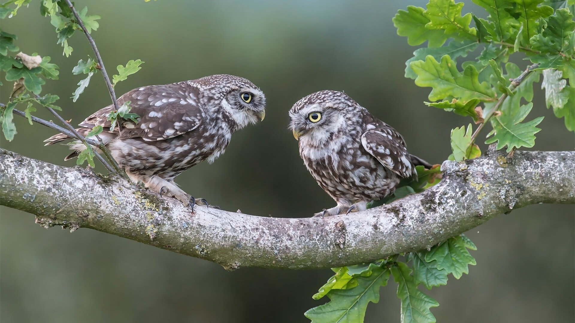 终场三分定乾坤!武切维奇逆境爆发率队险胜,跨越文化的篮球对话