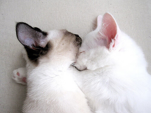 极限的两端,从F1引擎轰鸣到篮球鞋擦响,体育如何定义人类可能?