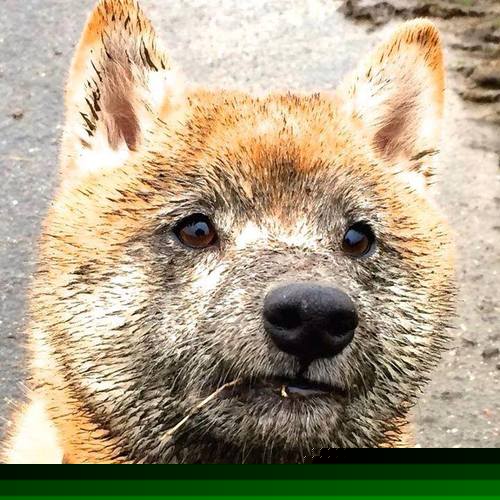 库尔图瓦带动全队节奏，秘鲁提前终结悬念塞内加尔—足球赛场上的掌控与终结