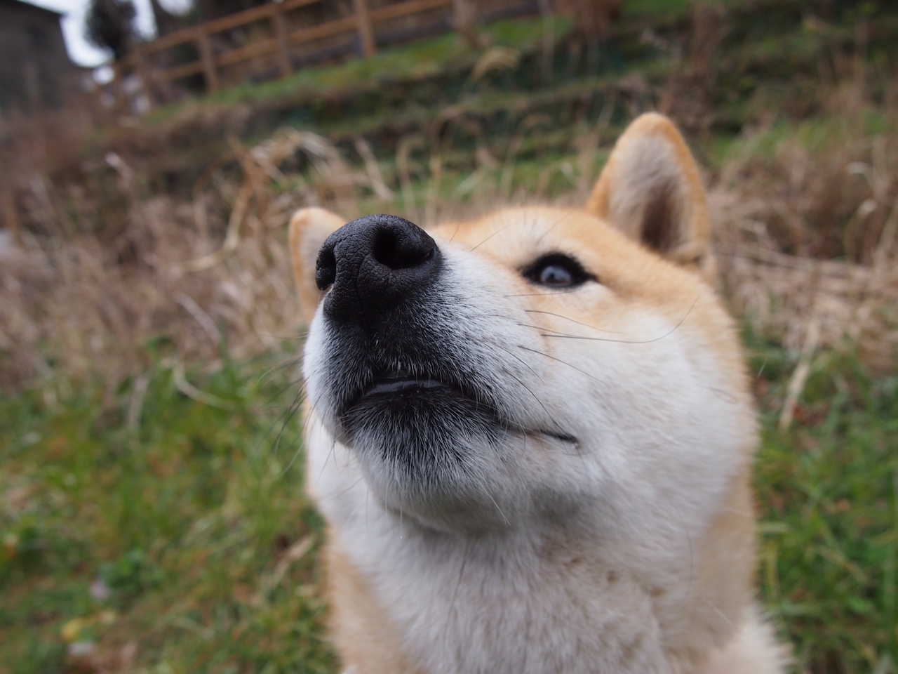 英格拉姆49分生涯夜撕裂防线，黄蜂团队篮球打穿步行者