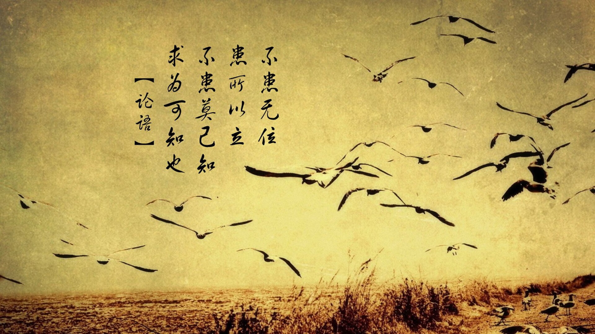 跨越国界的竞技魂,从勒沃库森的胜利到维尼修斯的加冕