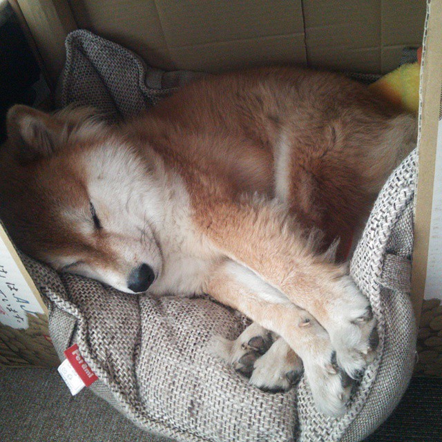 -广东队团队之火吞噬火箭，文班亚马，我即体系，何须融入？