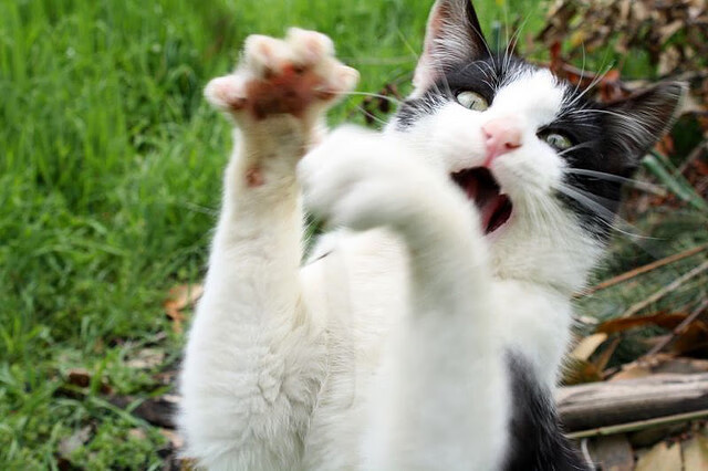 pg电子试玩-完美风暴，埃及完胜巴拉圭，布鲁诺战术布局铸就辉煌胜利