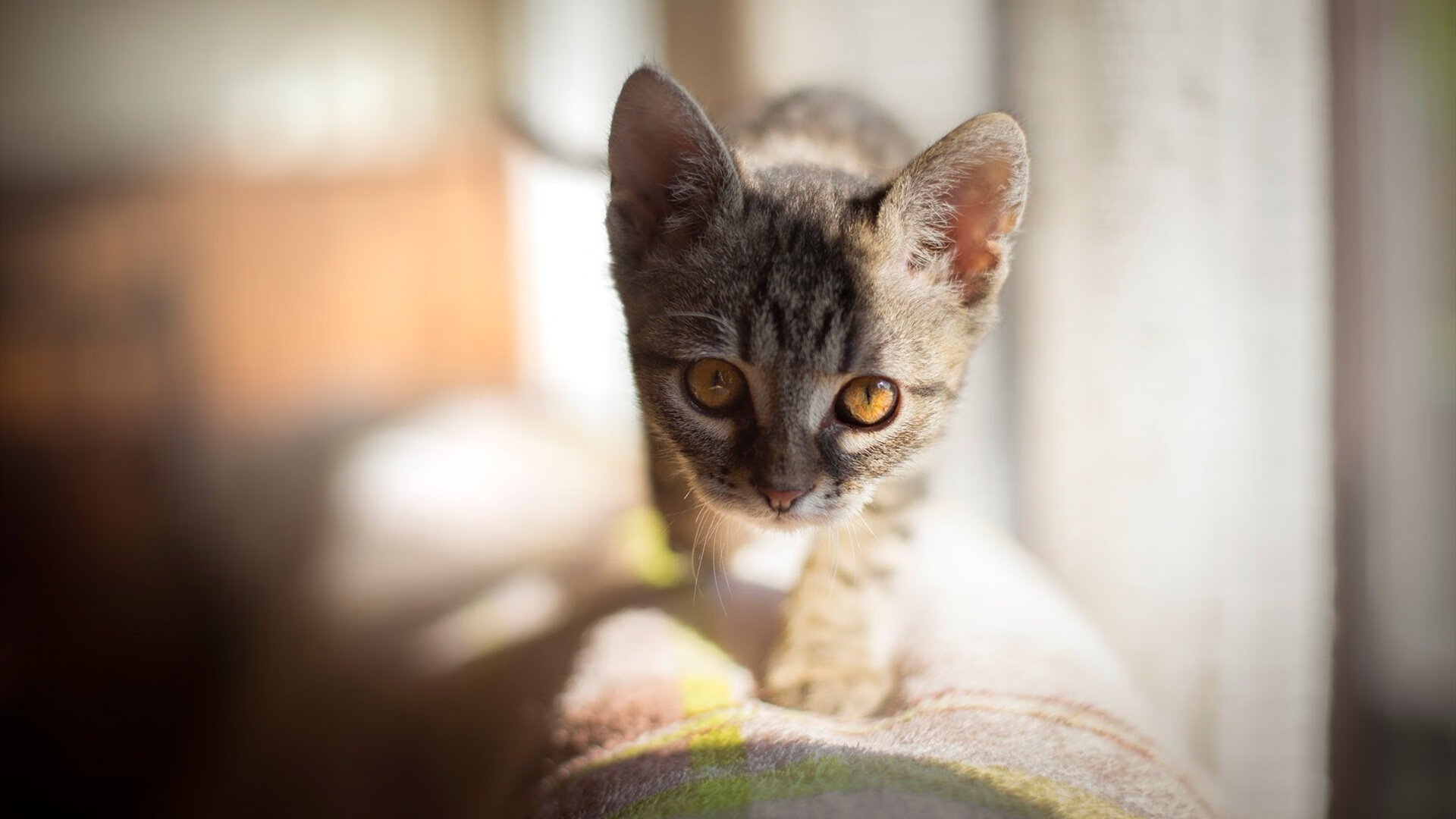秘鲁锋霸摧垮蓝鹰防线，阿拉巴惊天远射奠定胜局