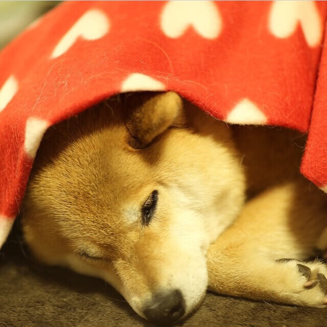 逆转之夜,灰熊绝境逢生,拉梅洛致命三分改写结局