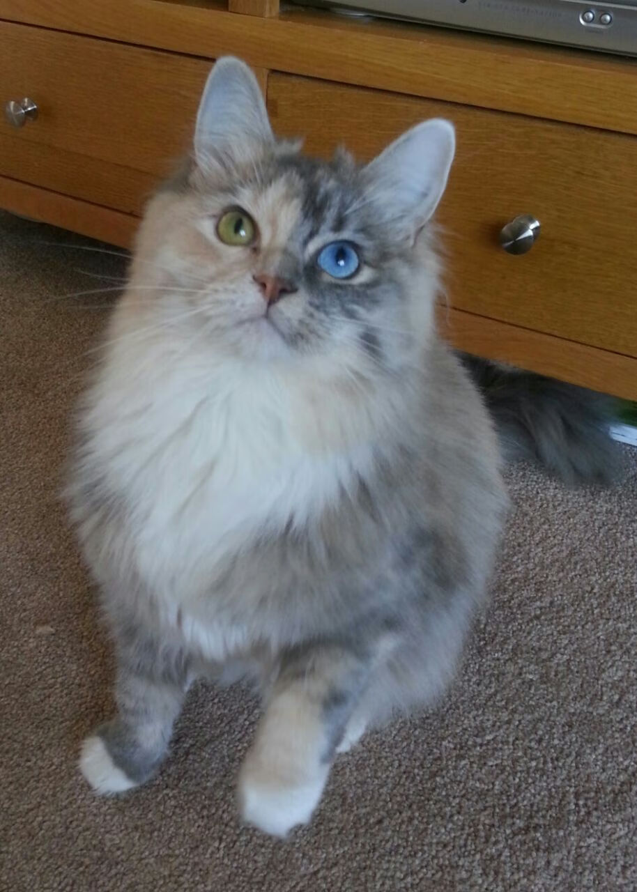 逆袭之夜！牙买加一波带走阿尔及利亚，关键先生阿克定乾坤