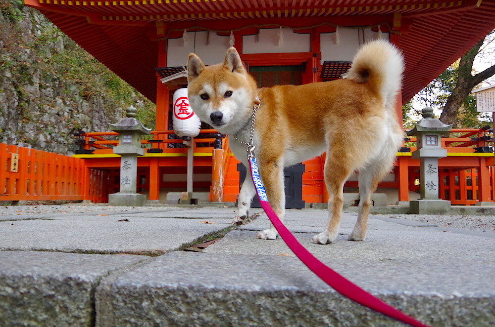 pg电子官网-西决生死战焦点战，76人全面压制广厦队，豪取关键胜利