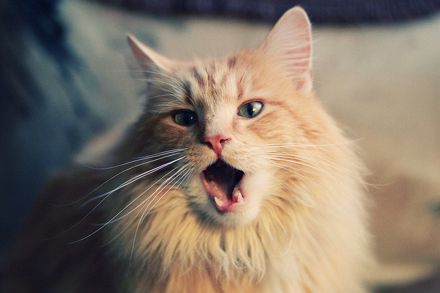 西决生死战焦点战,76人全面压制广厦队,豪取关键胜利