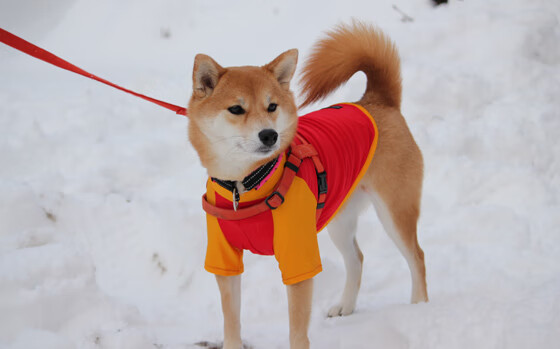 西决生死战!爵士窒息防守绞杀猛龙