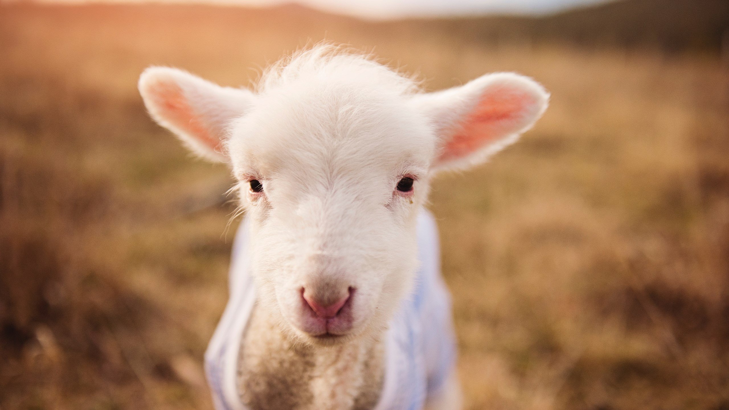 若日尼奥点射定江山，蓝衣军团关键战完胜瑞典