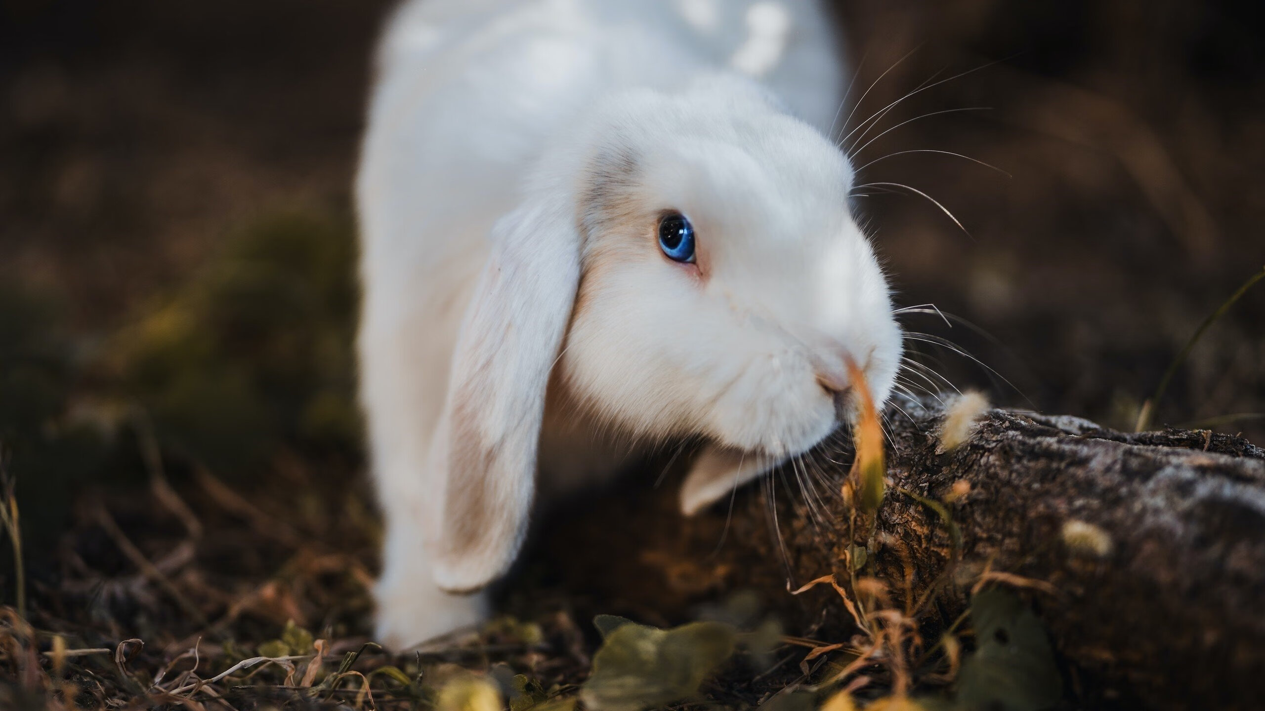 阿尔瓦雷斯爆发独揽三球，秘鲁国家队惊天逆转佛罗伦萨