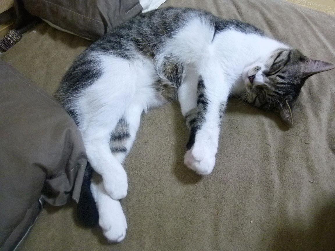 埃及对阵法国，克瓦拉茨赫利亚的手术刀，刺穿傲慢与宿命