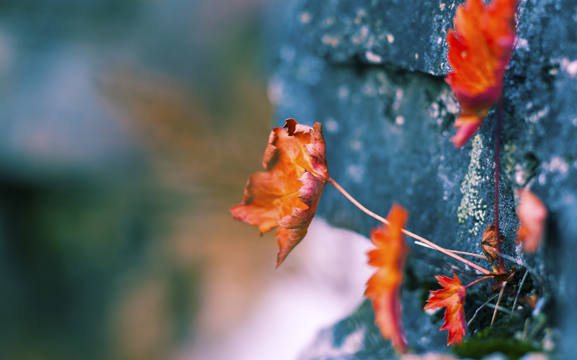 深圳队击溃奇才，保罗节奏掌控全场