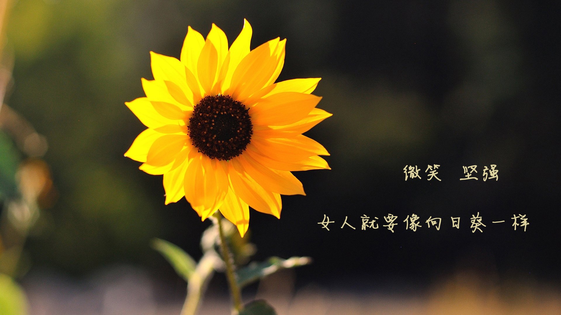 pg电子试玩网-防守反击奏响凯歌，德国完胜挪威，布罗佐维奇闪耀世界杯头名之争